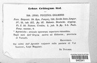 Puccinia graminis image